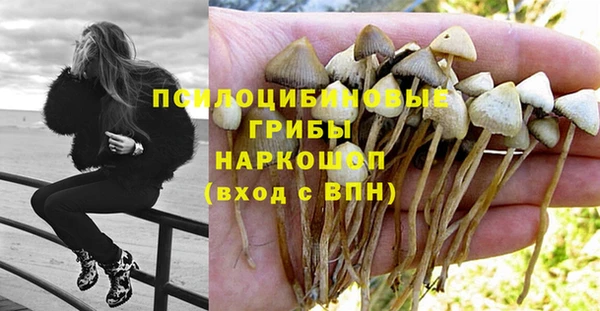 прущие грибы Ростов